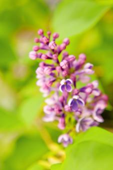 Beautiful Purple Flowers - Free Stock Photo