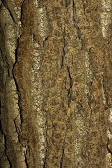 Free Stock Photo of Tree Bark Background