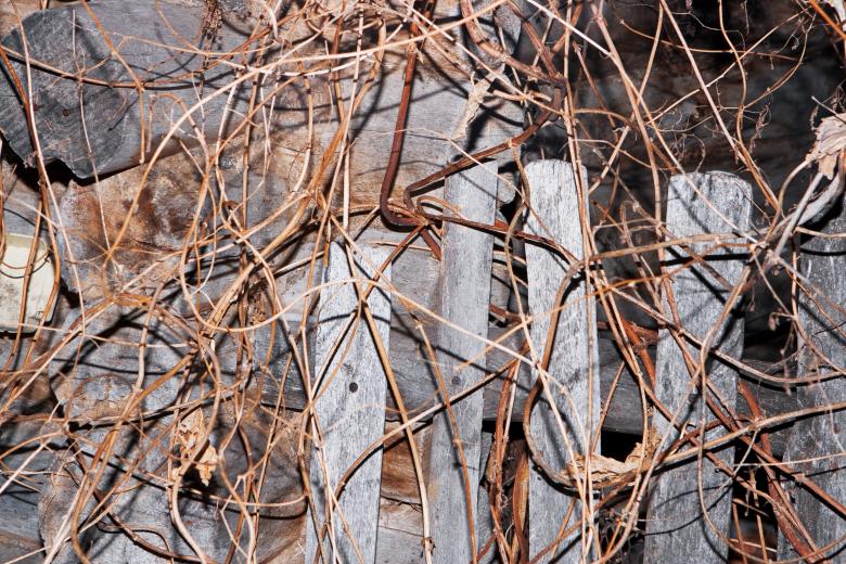 Free stock image of Twigs background created by 2happy