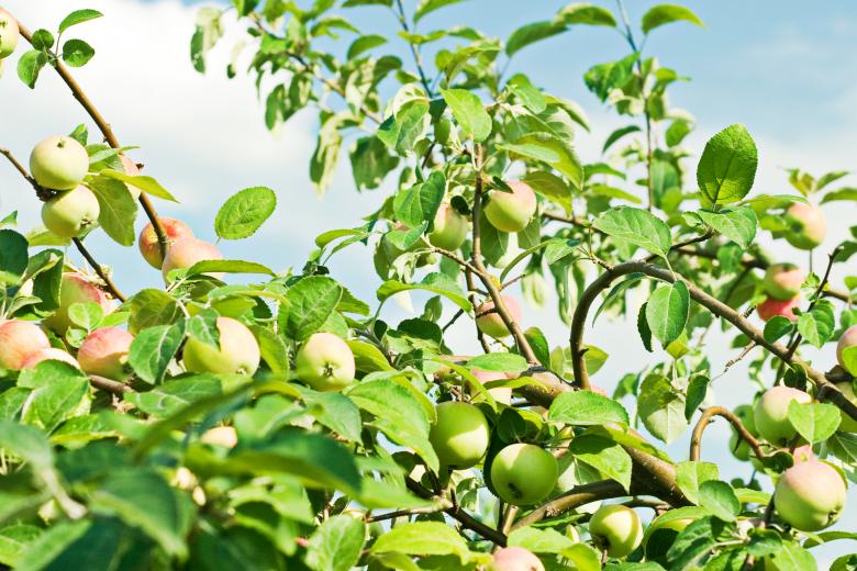 Free stock image of Apple tree created by 2happy