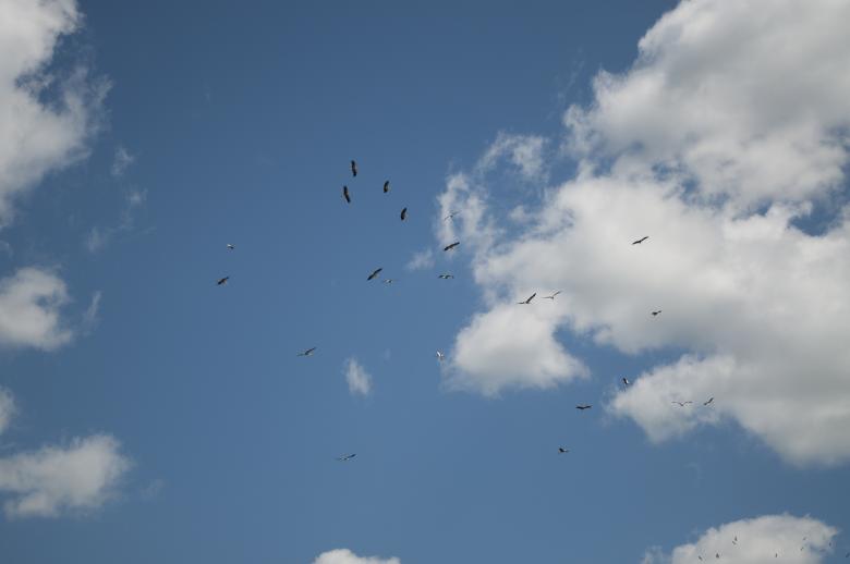 Free stock image of Storks created by Berdnik Oleksander