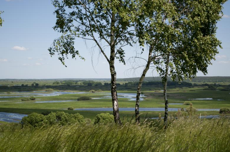 Free stock image of Three trees created by Berdnik Oleksander