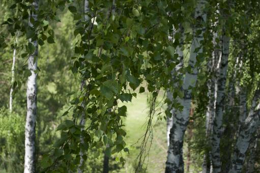 Free Stock Photo of Trees