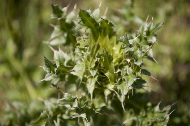 Free stock image of Thorns created by Berdnik Oleksander