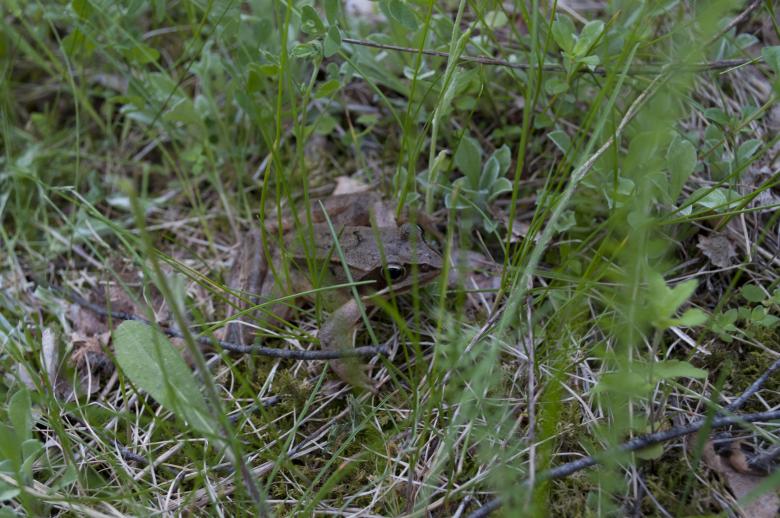 Free stock image of Toad created by Berdnik Oleksander