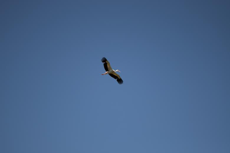Free stock image of Stork created by Berdnik Oleksander