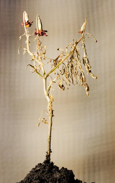 Free stock image of Plant created by 2happy
