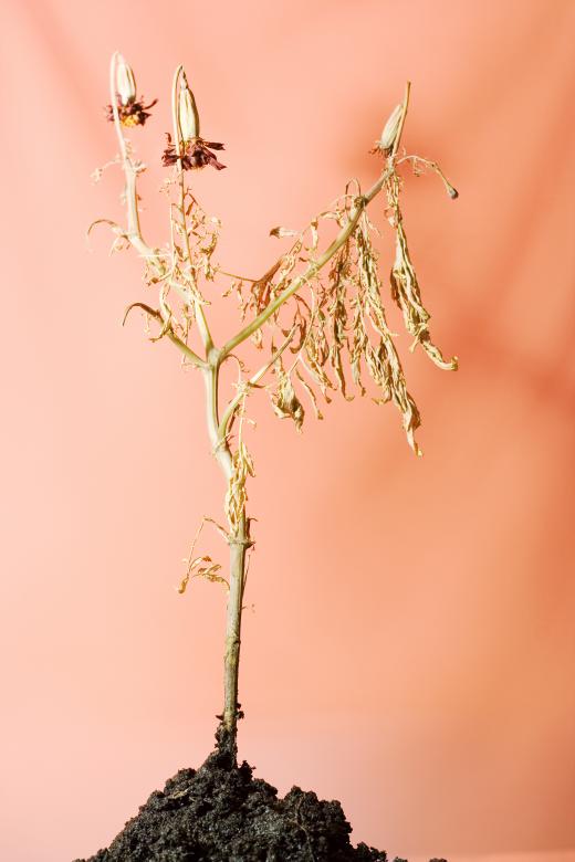 Free stock image of Plant created by 2happy