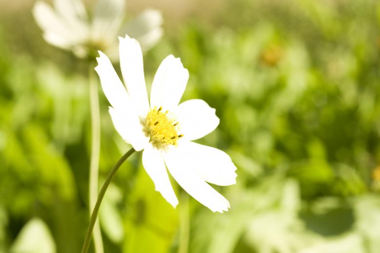 Free stock image of flowers created by 2happy