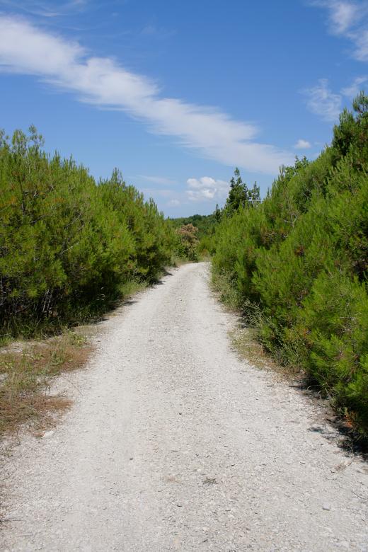 Free stock image of road in the forest created by 2happy