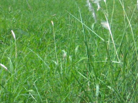 Green Rain Grass - Free Stock Photo