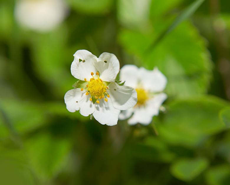 Free stock image of Small White Flowers Closeup created by 2happy