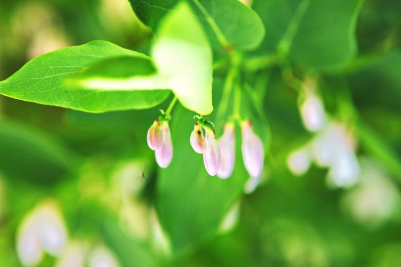 Free stock image of Small Pink Flowers created by 2happy