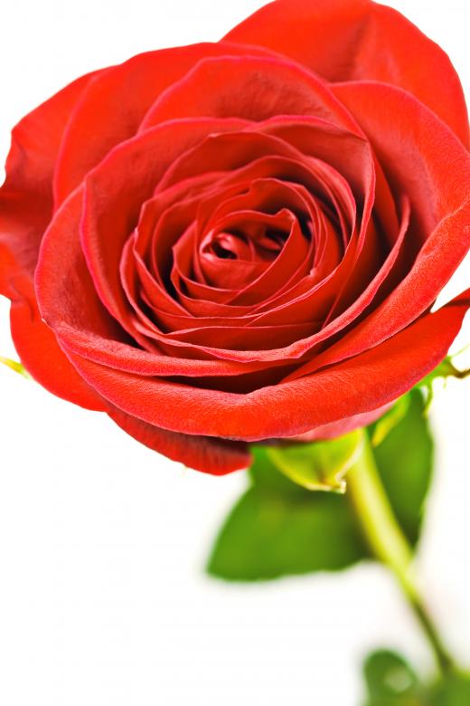 Free stock image of Rose  created by 2happy