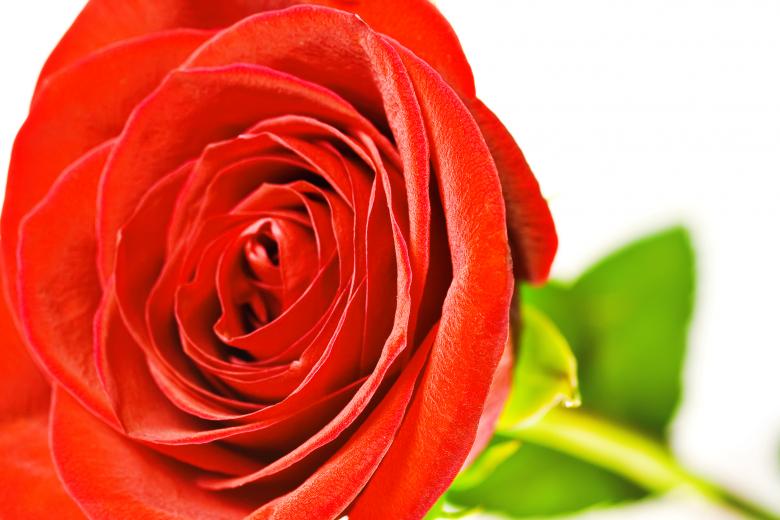 Free stock image of Rose  created by 2happy