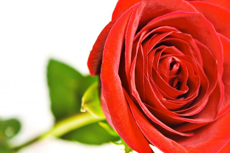 Free stock image of Rose  created by 2happy