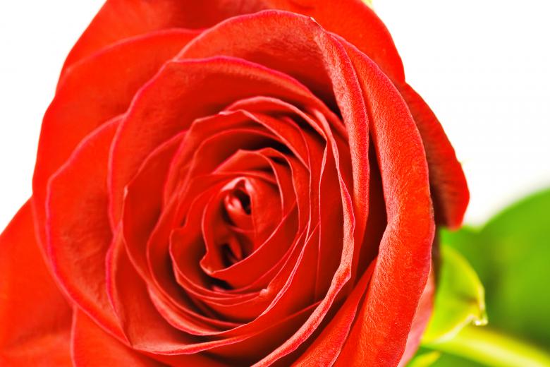 Free stock image of Rose  created by 2happy