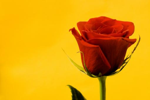 Red Rose on Yellow Background - Free Stock Photo