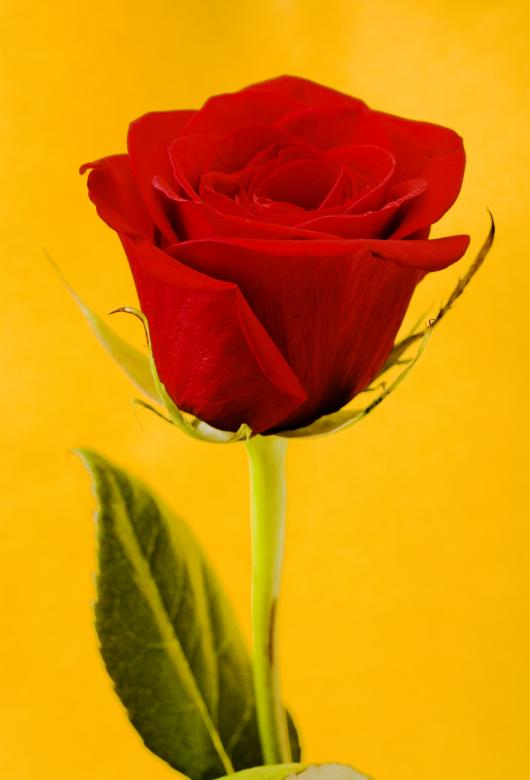 Free stock image of Rose  created by 2happy
