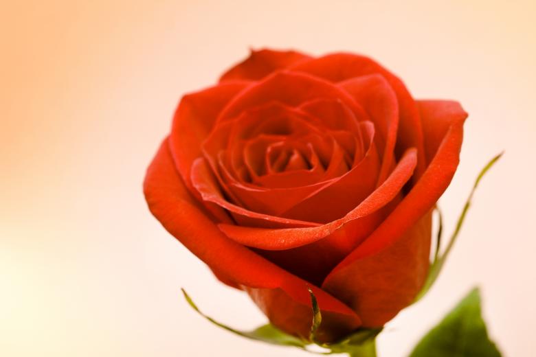 Free stock image of Rose  created by 2happy