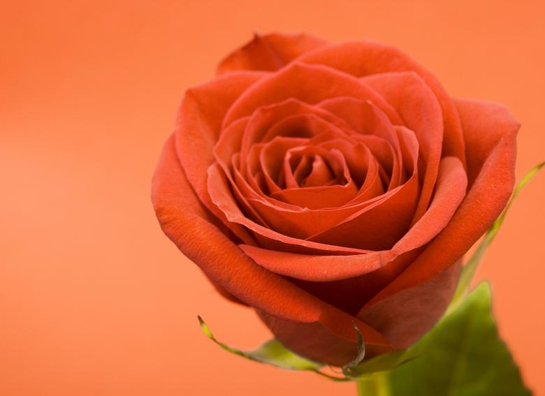 Free stock image of Rose  created by 2happy