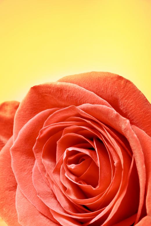 Free stock image of Rose  created by 2happy