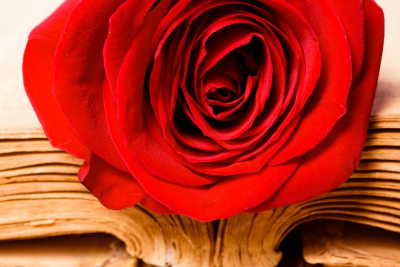 Free stock image of Rose  created by 2happy