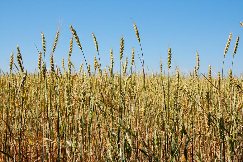 Free stock image of Wheat  created by 2happy