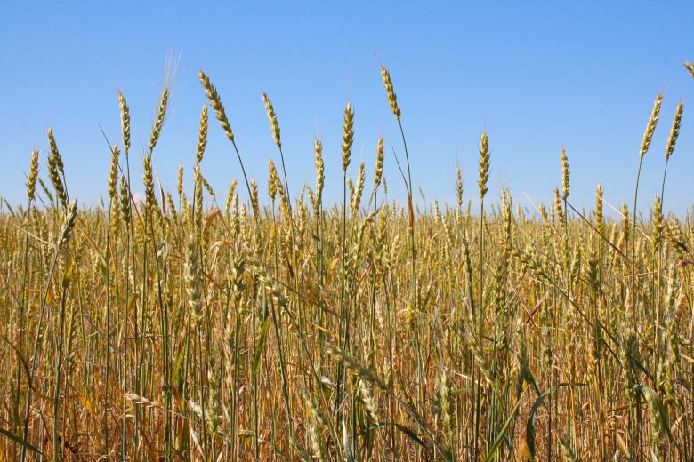 Free stock image of Wheat  created by 2happy
