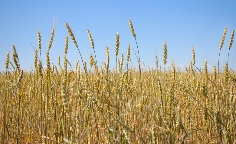 Free stock image of Wheat  created by 2happy