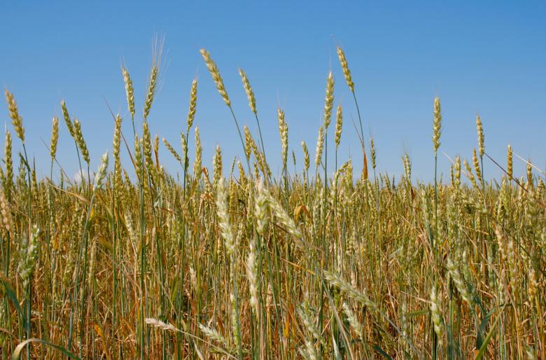 Free stock image of Wheat  created by 2happy