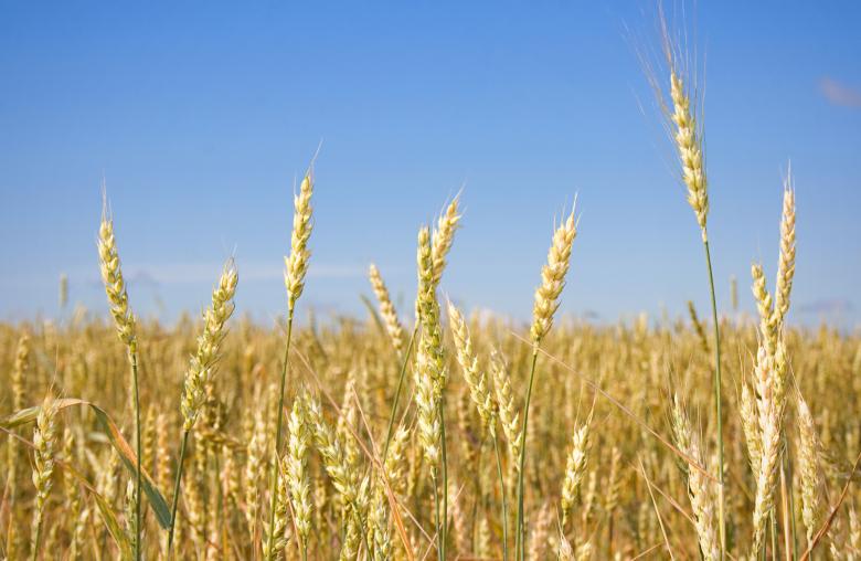 Free stock image of Wheat  created by 2happy
