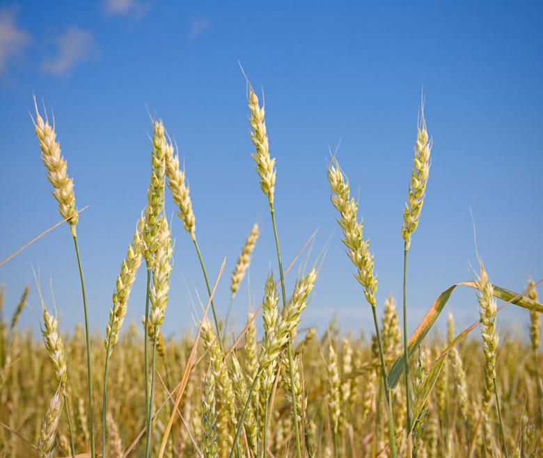 Free stock image of Wheat  created by 2happy