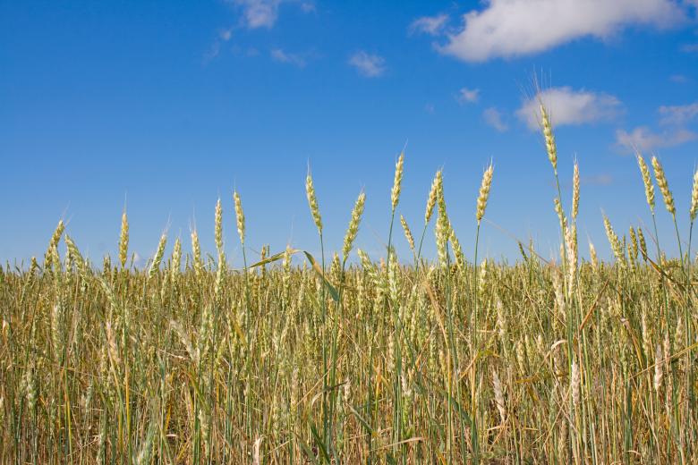 Free stock image of Wheat  created by 2happy