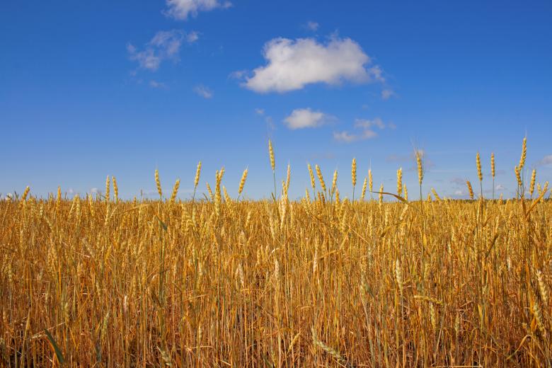 Free stock image of Wheat  created by 2happy