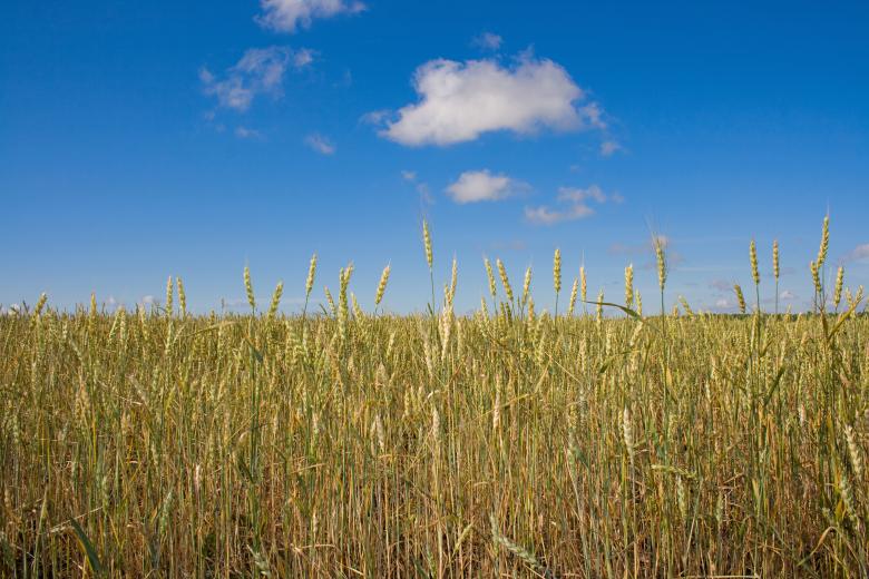 Free stock image of Wheat  created by 2happy