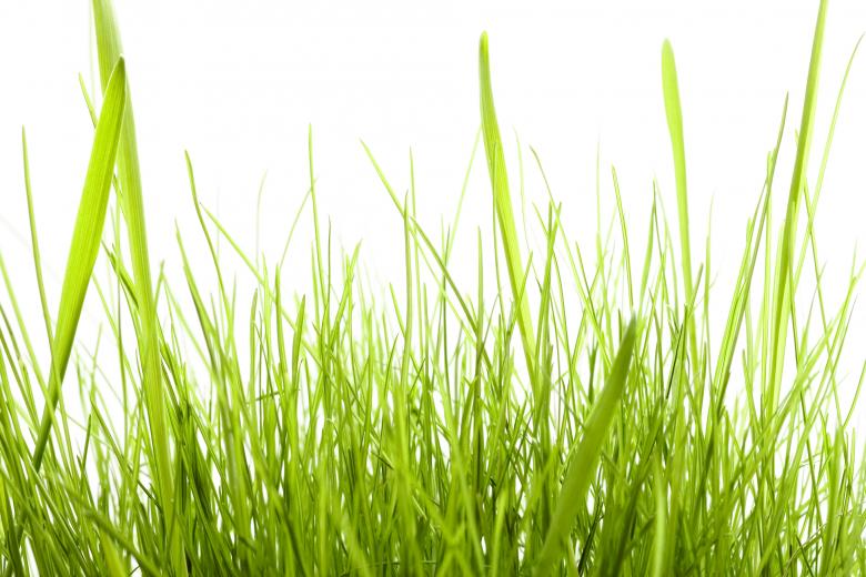 Free stock image of Grass on White created by 2happy