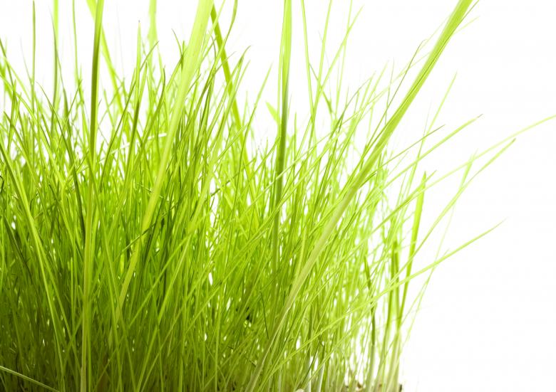 Free stock image of Grass  created by 2happy