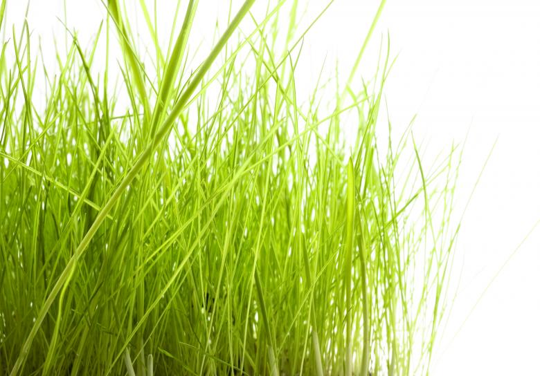 Free stock image of Grass  created by 2happy