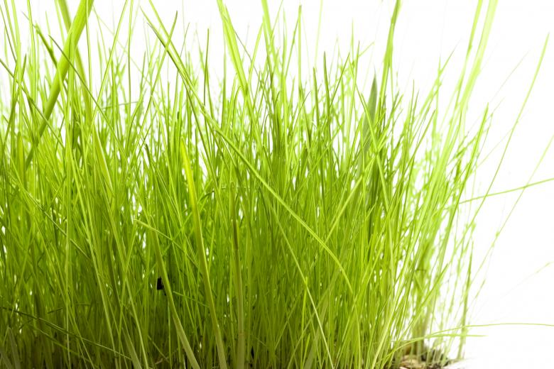 Free stock image of Grass  created by 2happy