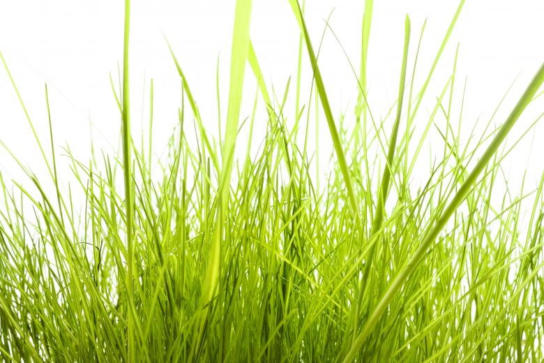Free stock image of Tall Green Isolated Grass created by 2happy