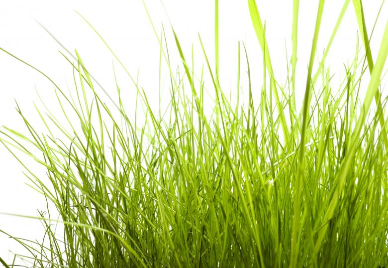 Free stock image of Grass on White created by 2happy