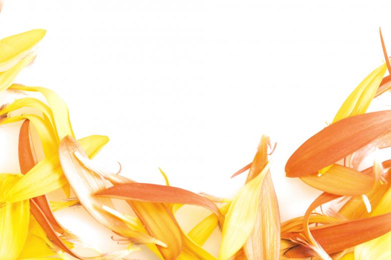 Free stock image of Flower Petals Border created by 2happy