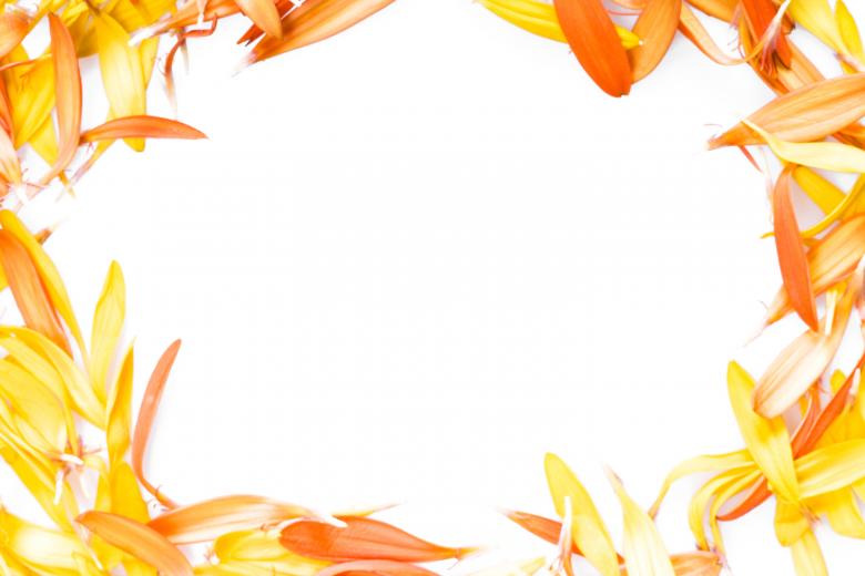 Free stock image of Daisy Petals Frame created by 2happy