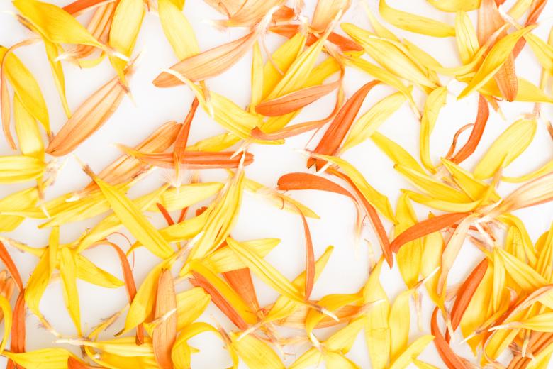 Free stock image of Yellow and Orange Petals created by 2happy