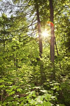 Free Stock Photo of nature scene