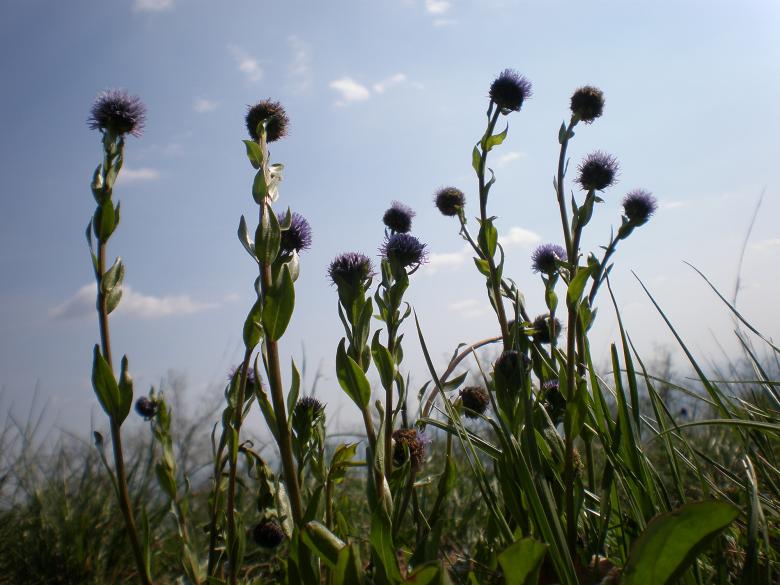 Free stock image of Grass created by rudy bagozzi