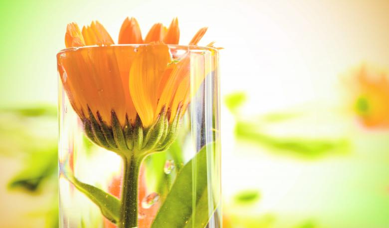 Free stock image of flowers created by 2happy