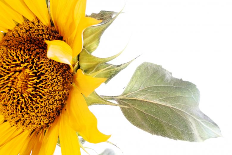 Free stock image of Yellow Sunflower Closeup created by 2happy