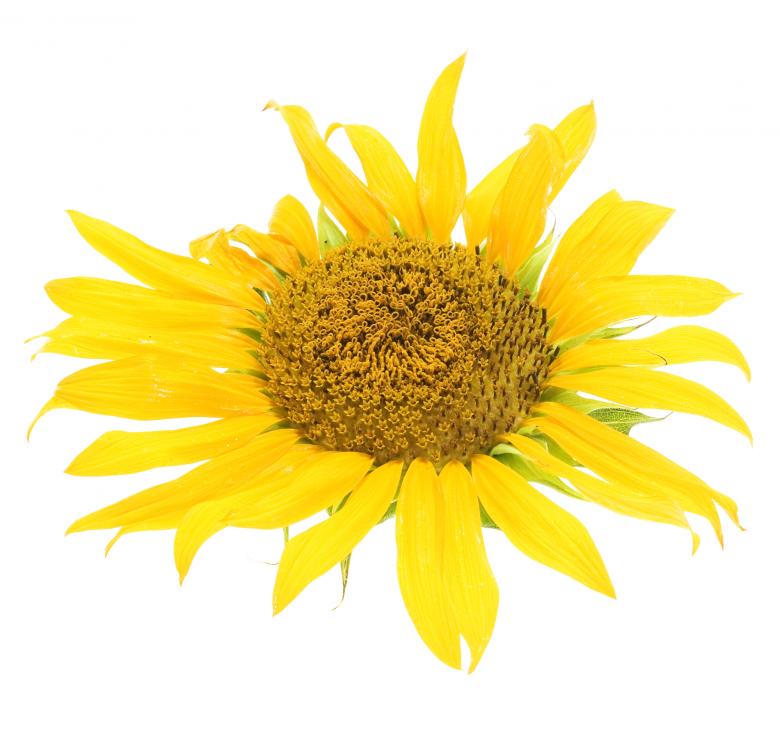 Free stock image of flowers created by 2happy